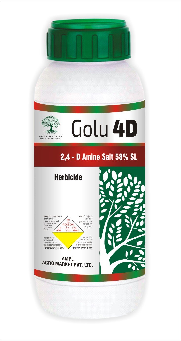 Golu 4D